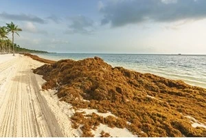 Extracting Hydrogen And Critical Metals From Nuisance Seaweed